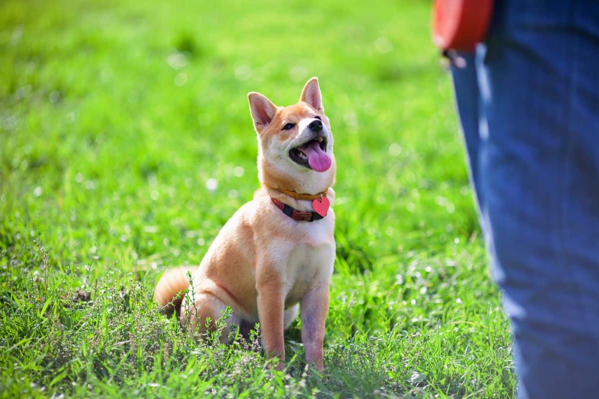 Mylovelyfurryfriend Discover Expert Tips on Dog Health