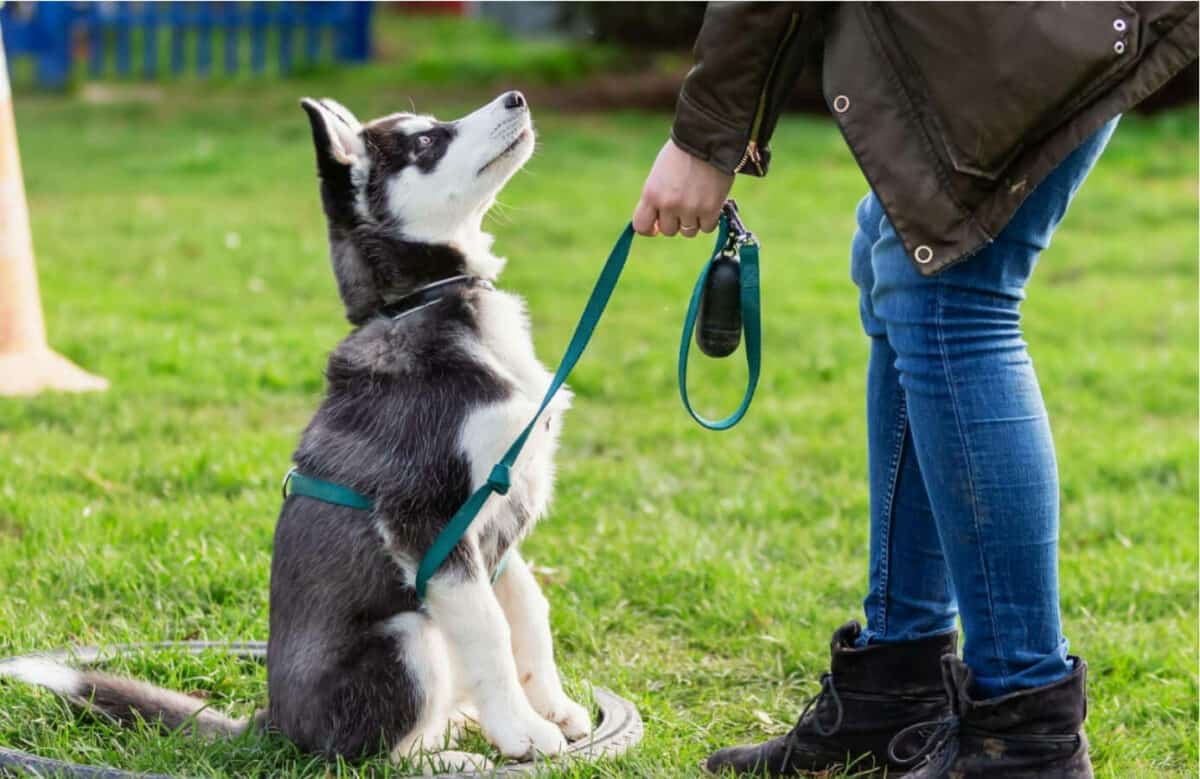Mylovelyfurryfriend Discover Expert Tips on Dog Health